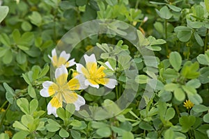 Poached egg plant Limnanthes douglasii, flowering plants photo